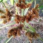 Cyperus ligularis Květ