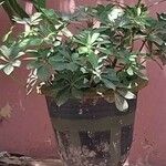 Schefflera arboricola Deilen
