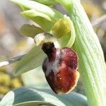 Ophrys arachnitiformis മറ്റ്