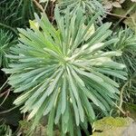 Euphorbia characiasHoja