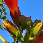 Campsis grandiflora Mbuma