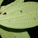 Conostegia bracteata Blatt