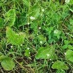 Stellaria graminea Natur