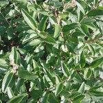 Ligustrum sinense List