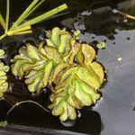 Salvinia molesta Ліст