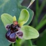 Ophrys bombyliflora Flower
