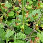 Salvia roemeriana Cortiza