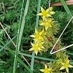 Sedum sexangulareFlor