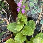 Stachys marrubiifolia Flor