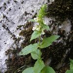 Stachys menthifolia Hoja