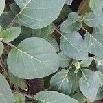 Datura innoxia Yaprak