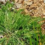 Oxytropis campestris Likasa