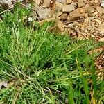 Oxytropis campestris Blad