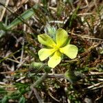 Helianthemum salicifolium Virág