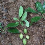 Clusia amazonica Leaf