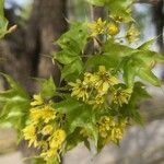 Acer truncatum Flor
