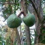Annona reticulata Fruto