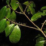 Erythroxylum fimbriatum Vili