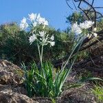 Pancratium canariense Lapas