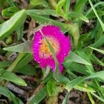 Carpobrotus edulisЦвят