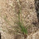 Carex alba Kukka