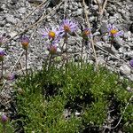 Erigeron elegantulus Habitat