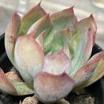 Echeveria colorata Celota