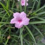Ruellia simplex Blomst
