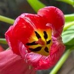 Tulipa agenensis Λουλούδι