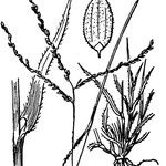 Digitaria ischaemum অন্যান্য