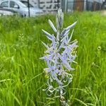 Camassia cusickii Flower