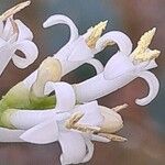 Ligustrum ovalifolium Blomst