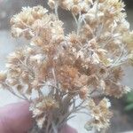 Helichrysum italicum Flower