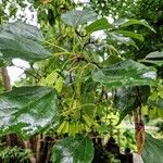 Acer buergerianum Habitus