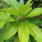 Ficus habrophylla Leaf