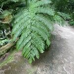 Cyathea arboreaLevél