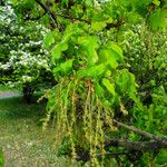 Quercus robur Likasa