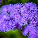Ageratum houstonianum Flor