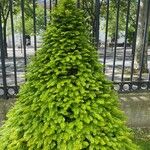 Taxus canadensis 葉