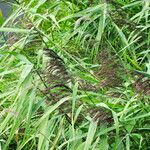 Phragmites australis Flor