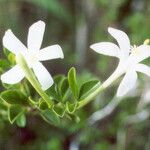 Turraea parvifolia फूल