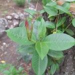 Mandevilla laxaBlomma