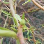 Salix × pendulina Fuelha