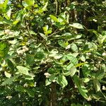 Syzygium aqueum Прочее