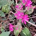 Silene dioicaFlower