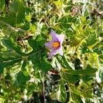 Solanum linnaeanum Žiedas