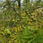 Juglans nigra फल