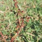 Ammannia baccifera Leaf