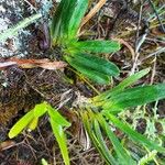 Angraecum borbonicum 葉