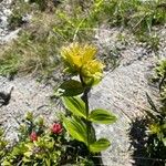 Gentiana punctata Flower